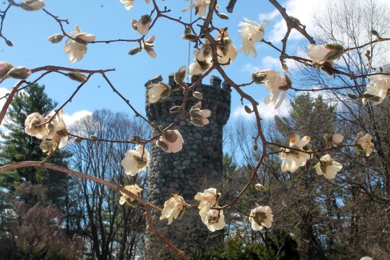 Norman Tower as seen through blooming branches