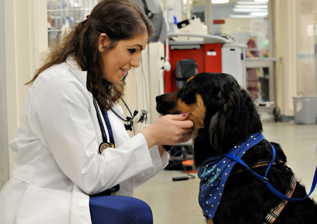 Veterinarian Alexis Nicole Zallas ’13 on the job kneeling down in front of a dog wearing a scarf around it's neck