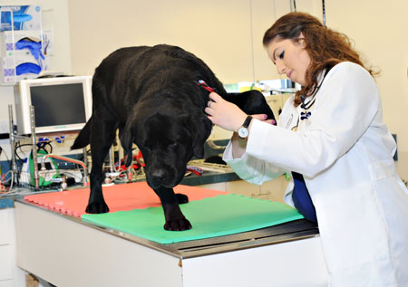 Alexis examining a black dog in a veterinary hospital room